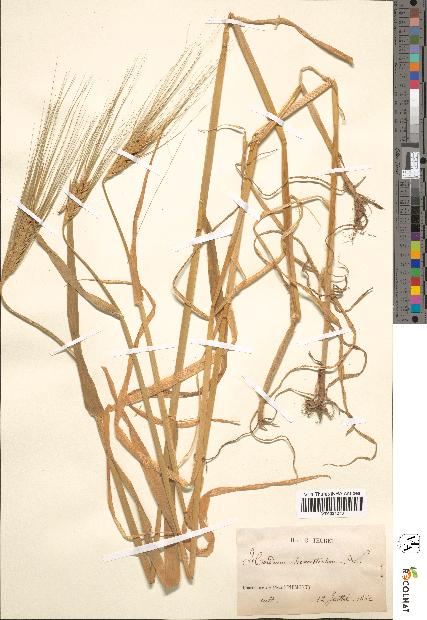 spécimen de Hordeum hexastichon