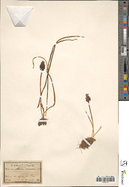 spécimen de Muscari racemosum