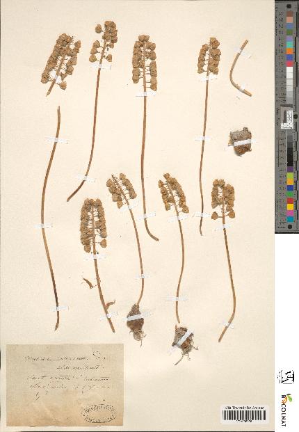 spécimen de Muscari racemosum