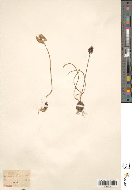 spécimen de Muscari racemosum