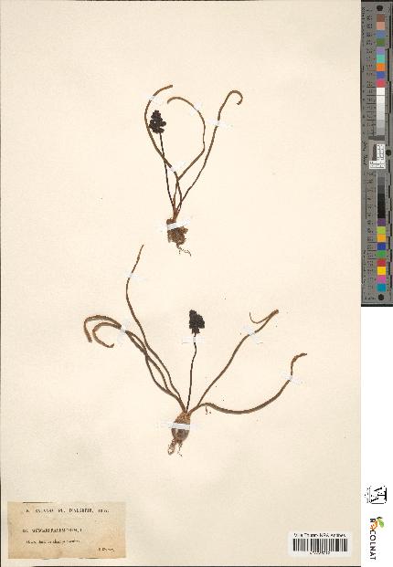 spécimen de Muscari racemosum
