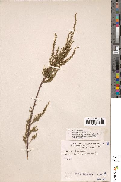 spécimen de Calluna vulgaris