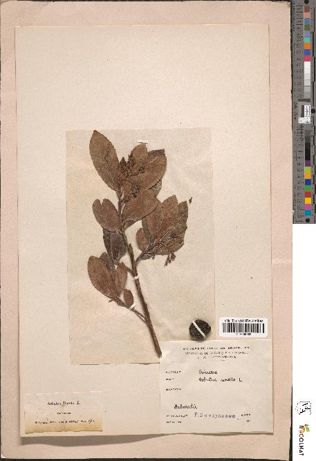 spécimen de Arbutus unedo