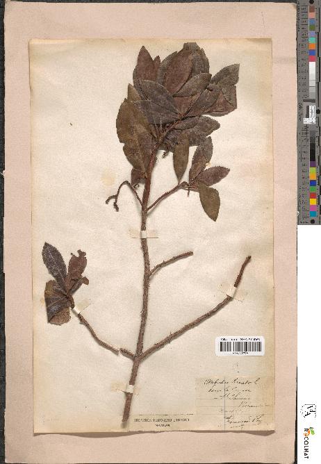 spécimen de Arbutus unedo