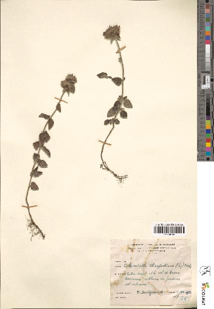 spécimen de Calamintha clinopodium