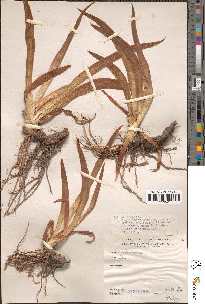 spécimen de Iris sp.