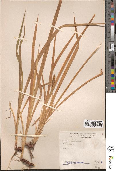 spécimen de Iris sp.