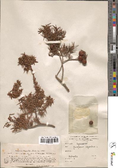 spécimen de Juniperus oxycedrus