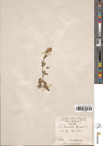 spécimen de Potentilla recta
