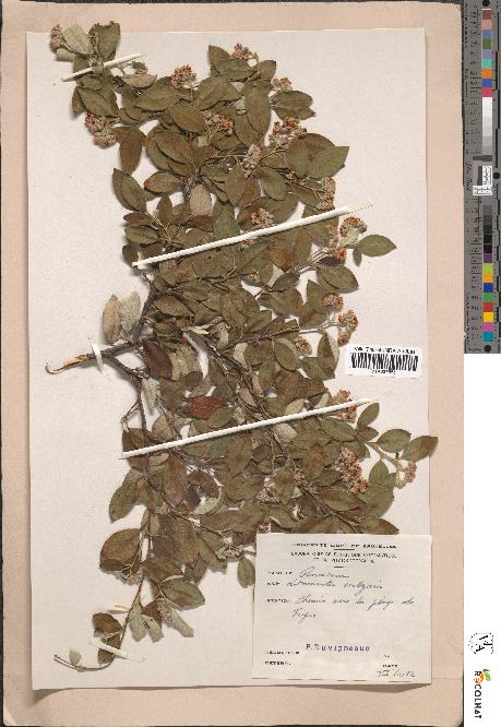 spécimen de Cotoneaster vulgaris