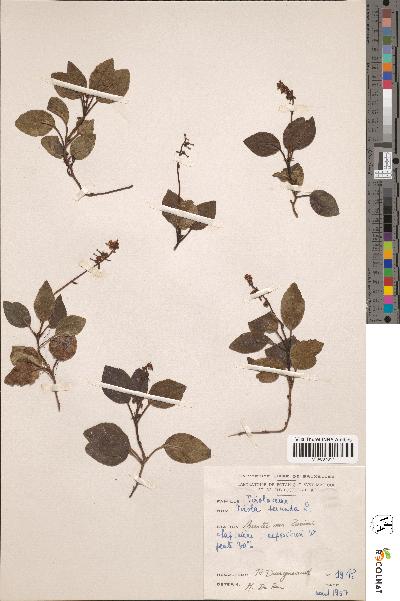 spécimen de Pyrola secunda