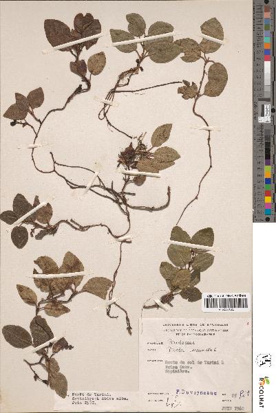 spécimen de Pyrola secunda