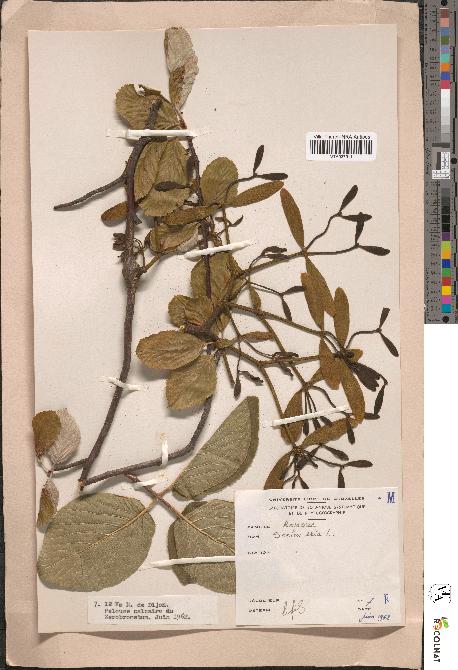 spécimen de Sorbus aria