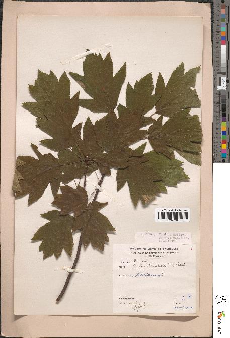spécimen de Sorbus torminalis