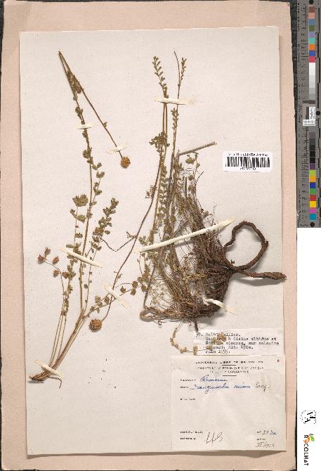 spécimen de Sanguisorba minor