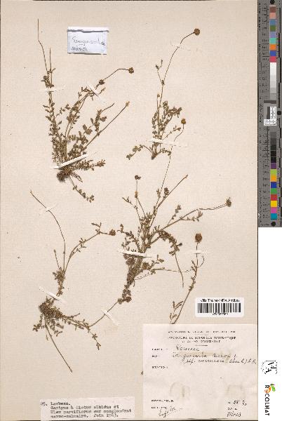 spécimen de Sanguisorba minor