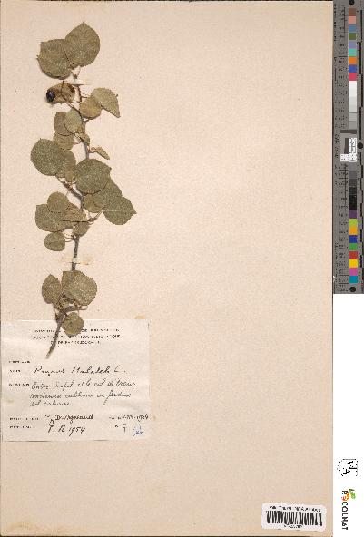 spécimen de Prunus mahaleb