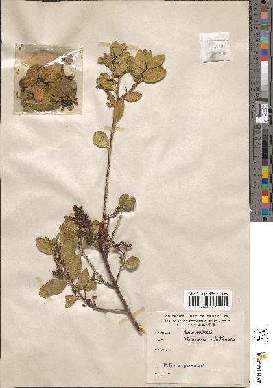 spécimen de Rhamnus alaternus