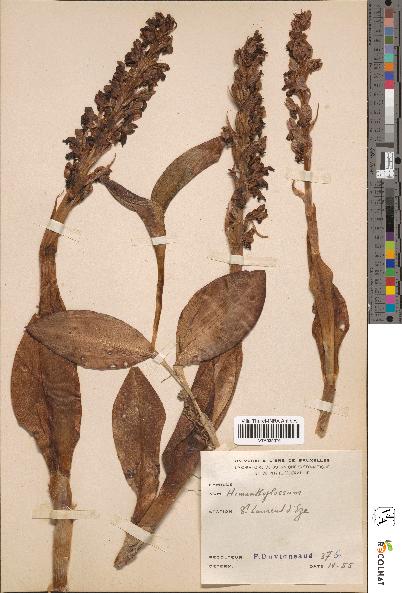 spécimen de Himantoglossum sp.