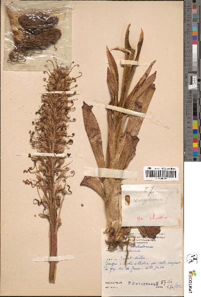 spécimen de Loroglossum hircinum