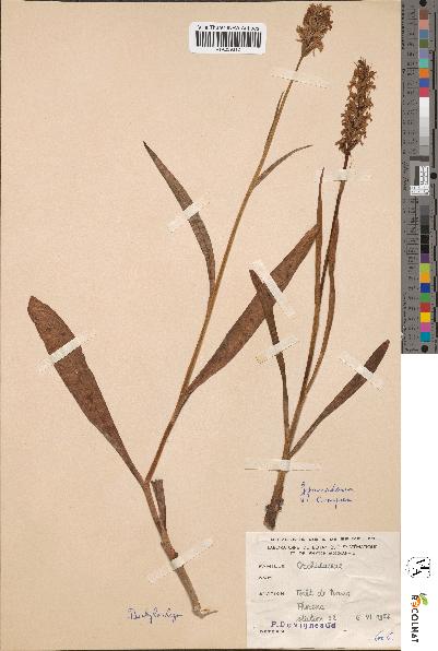 spécimen de Dactylorhiza sp.
