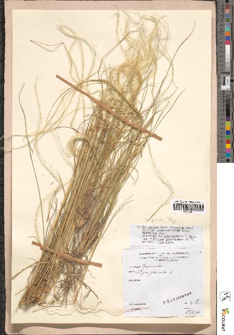 spécimen de Stipa pennata