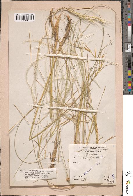 spécimen de Stipa pennata