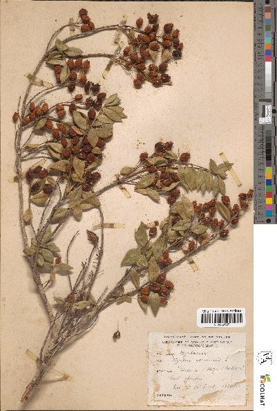 spécimen de Myrtus communis