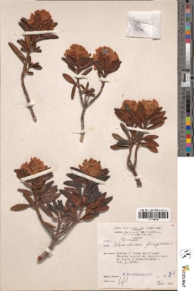 spécimen de Rhododendron ferrugineum