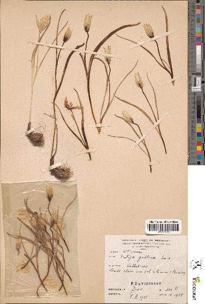spécimen de Tulipa gallica