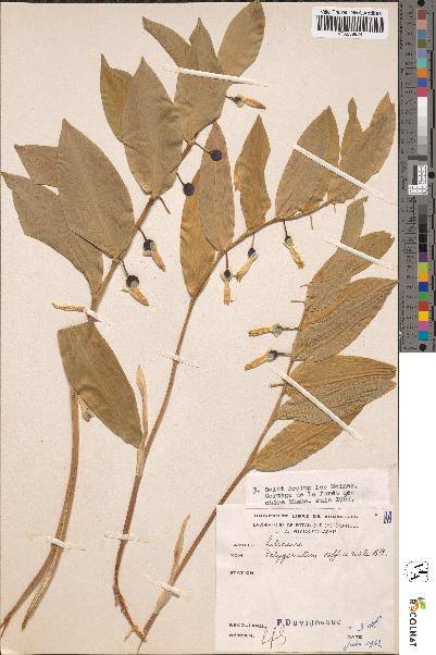 spécimen de Polygonatum officinale