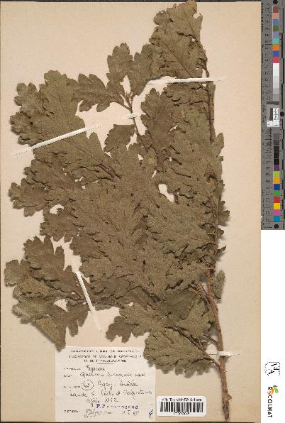 spécimen de Quercus lanuginosa