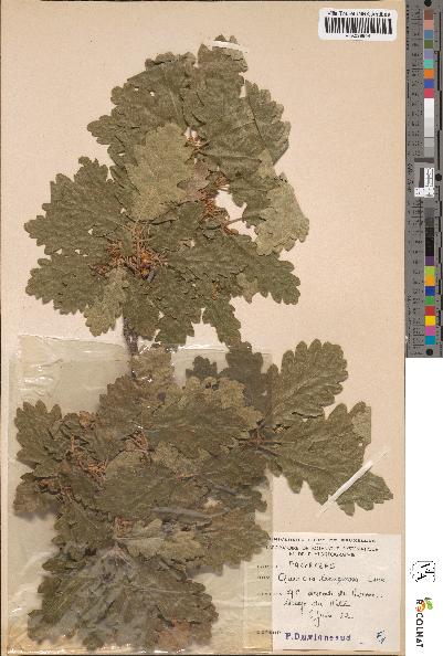 spécimen de Quercus lanuginosa