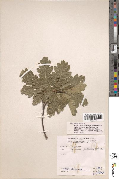 spécimen de Quercus pubescens