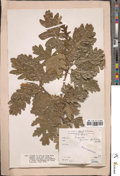 spécimen de Quercus pubescens