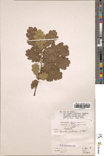 spécimen de Quercus pubescens