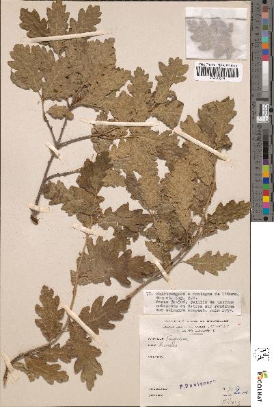 spécimen de Quercus sp.