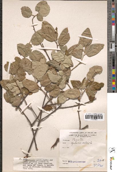 spécimen de Quercus suber