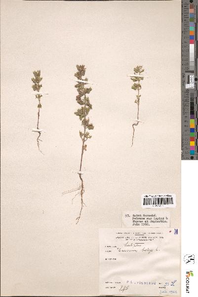 spécimen de Teucrium botrys