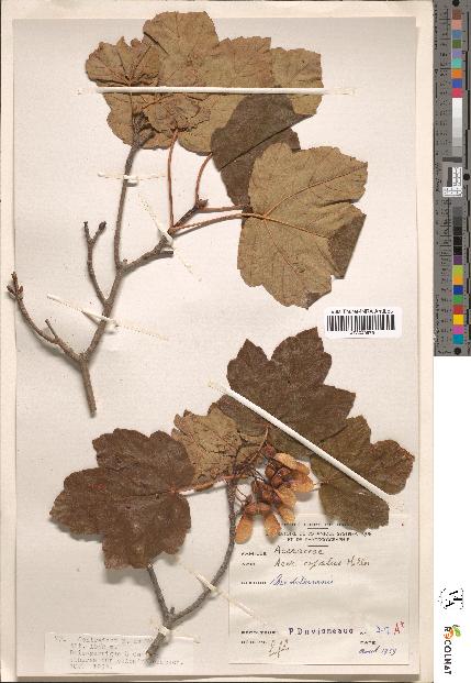 spécimen de Acer monspessulanum