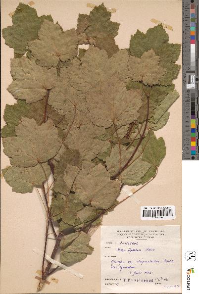 spécimen de Acer opulifolium