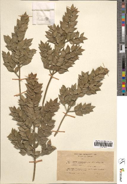 spécimen de Ruscus aculeatus