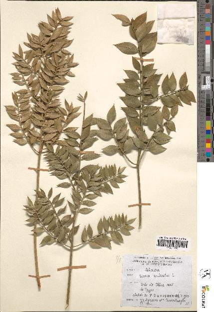 spécimen de Ruscus aculeatus