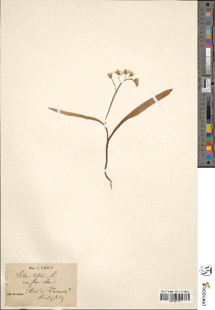 spécimen de Scilla bifolia