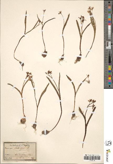 spécimen de Scilla bifolia