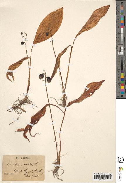 spécimen de Convallaria majalis