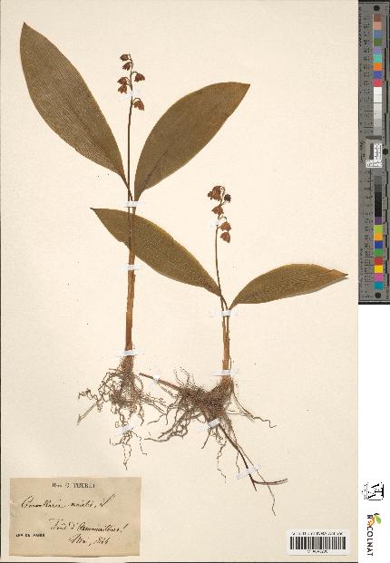 spécimen de Convallaria majalis