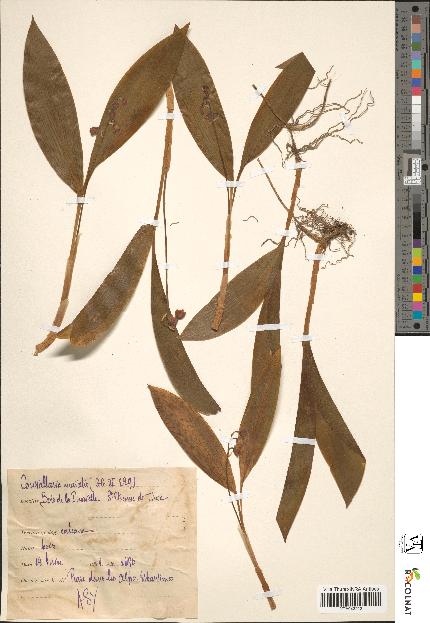 spécimen de Convallaria majalis