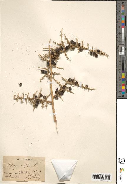 spécimen de Asparagus acutifolius