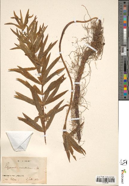 spécimen de Convallaria verticillata
